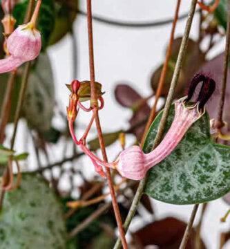 Flor de Ceropegia Woodii