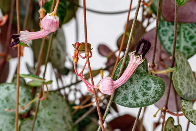 Flor de la suculenta Ceropegia Woodii