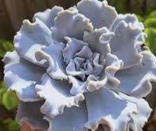 Echeveria Crispate Beauty mediana al sol, ondulada y bastante blanca