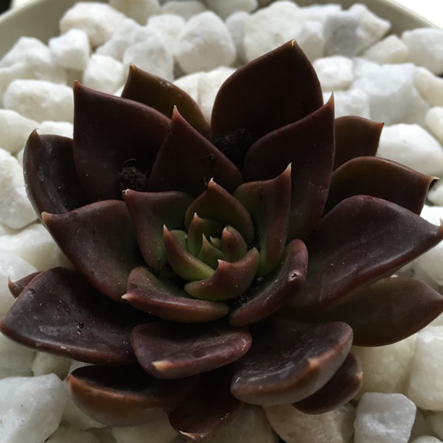 Echeveria Black Prince