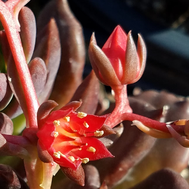 Floración Echeveria Black Prince